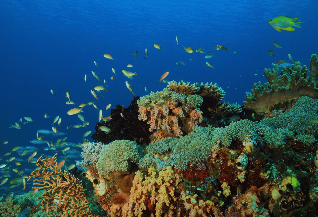 Ekosistem Terumbu Karang