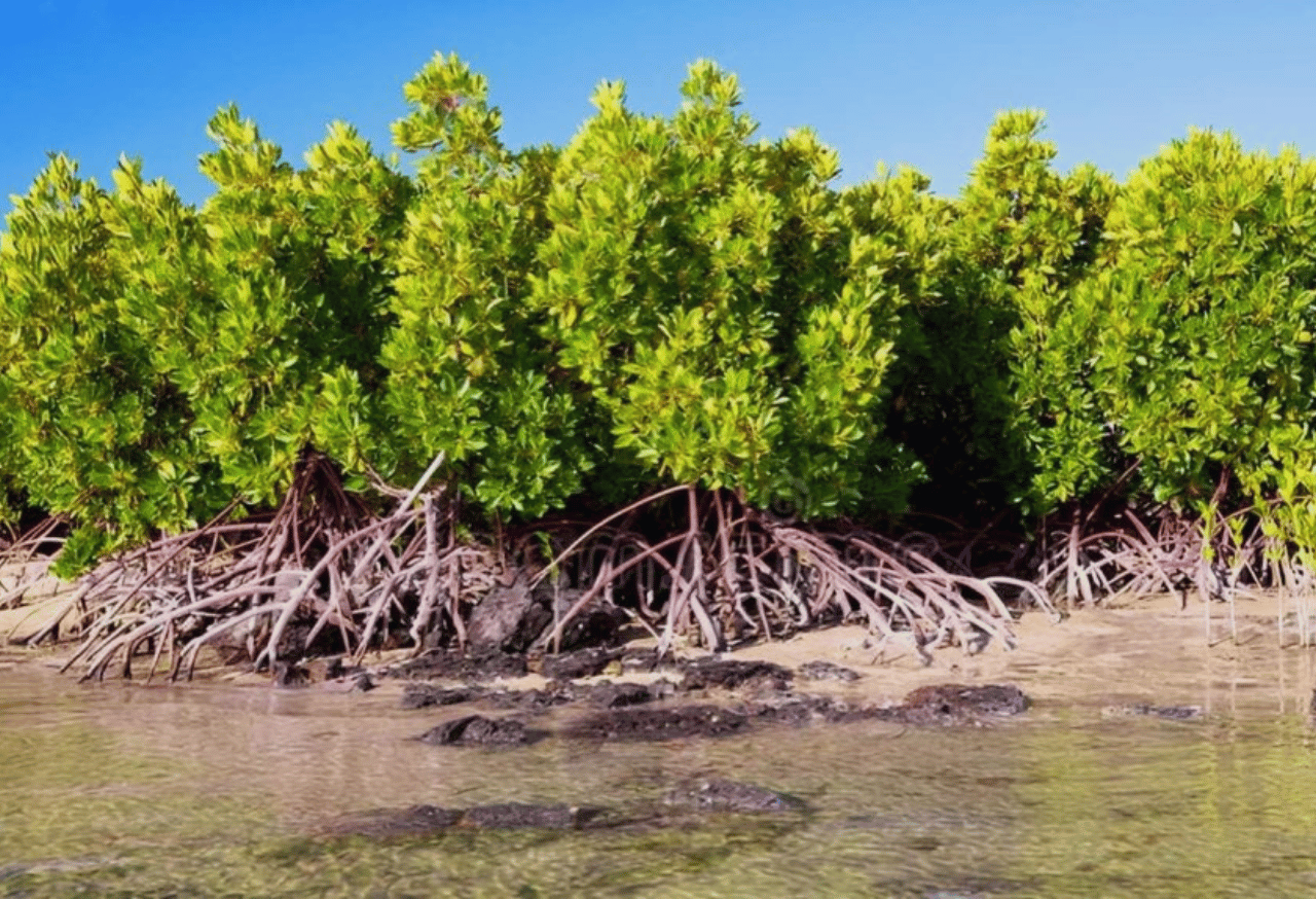 Flora Pesisir dan Mangrove