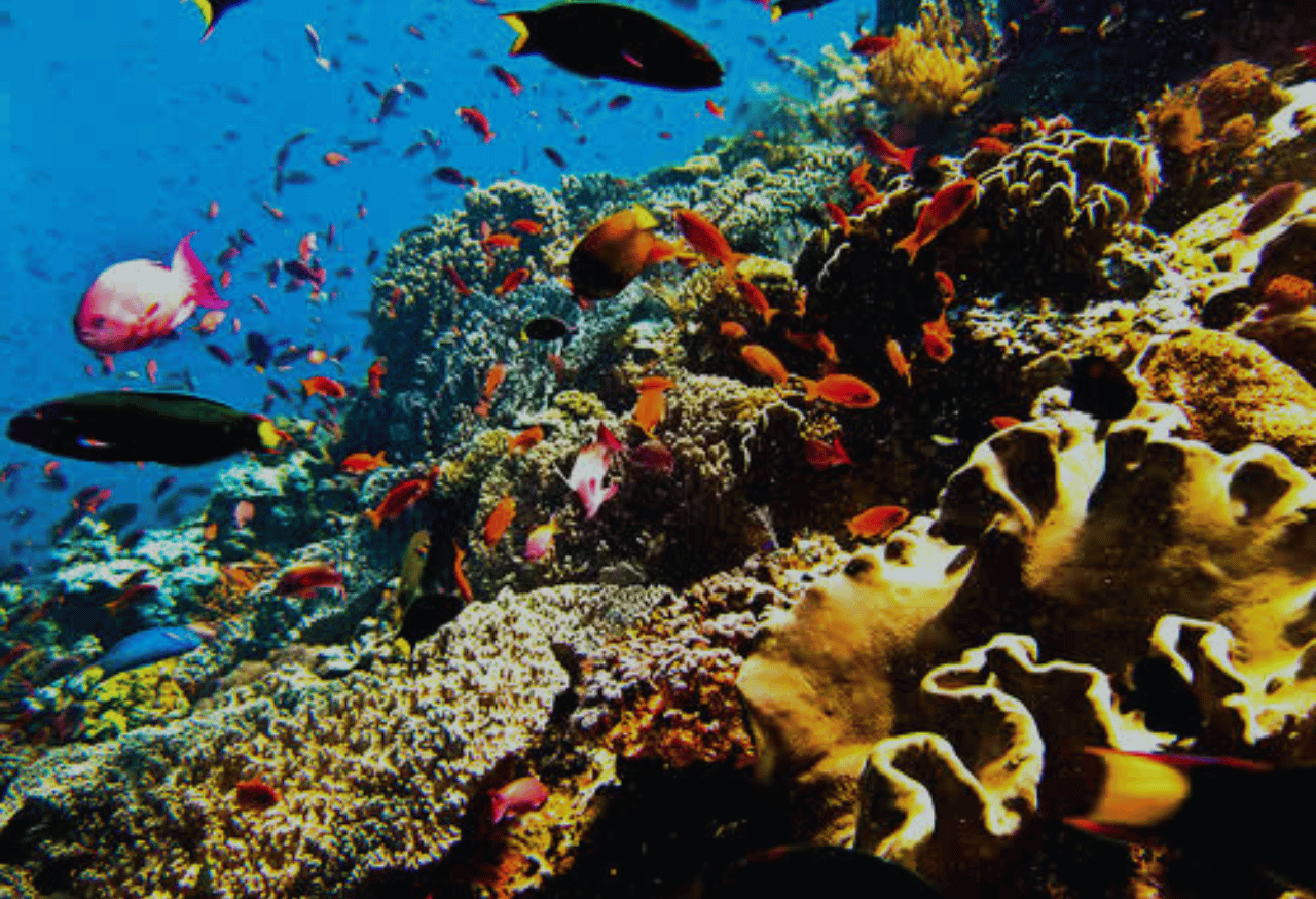 Keanekaragaman Hayati Laut