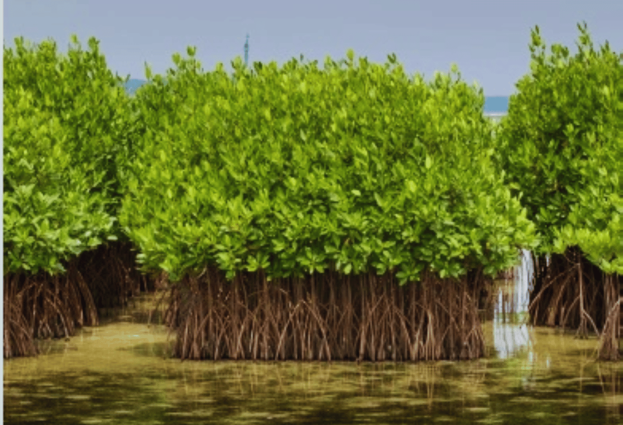 Keseimbangan antara konservasi dan pemanfaatan