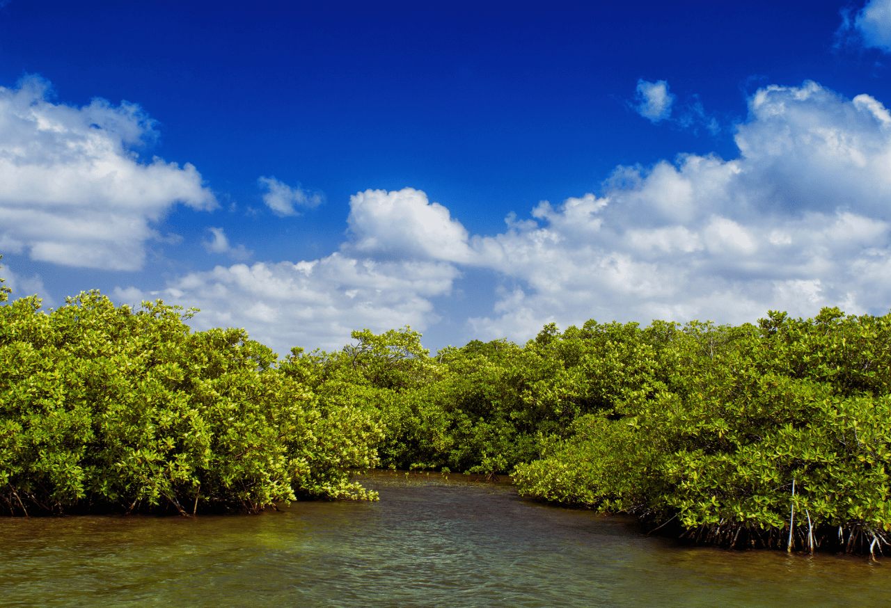 Mangrove