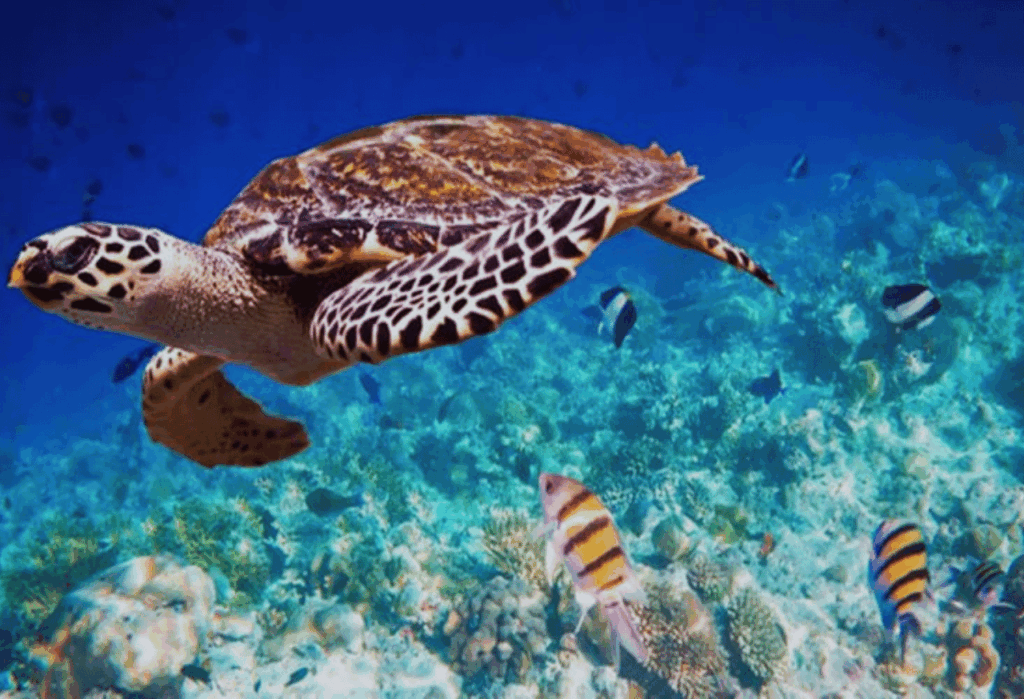 Menuju Masa Depan yang Berkelanjutan