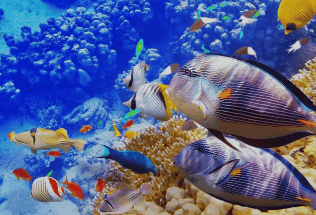 Pengakuan Internasional