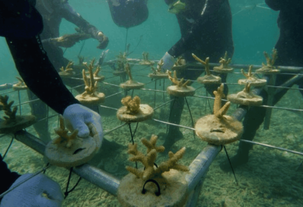 Pengertian Konservasi Kepulauan Seribu