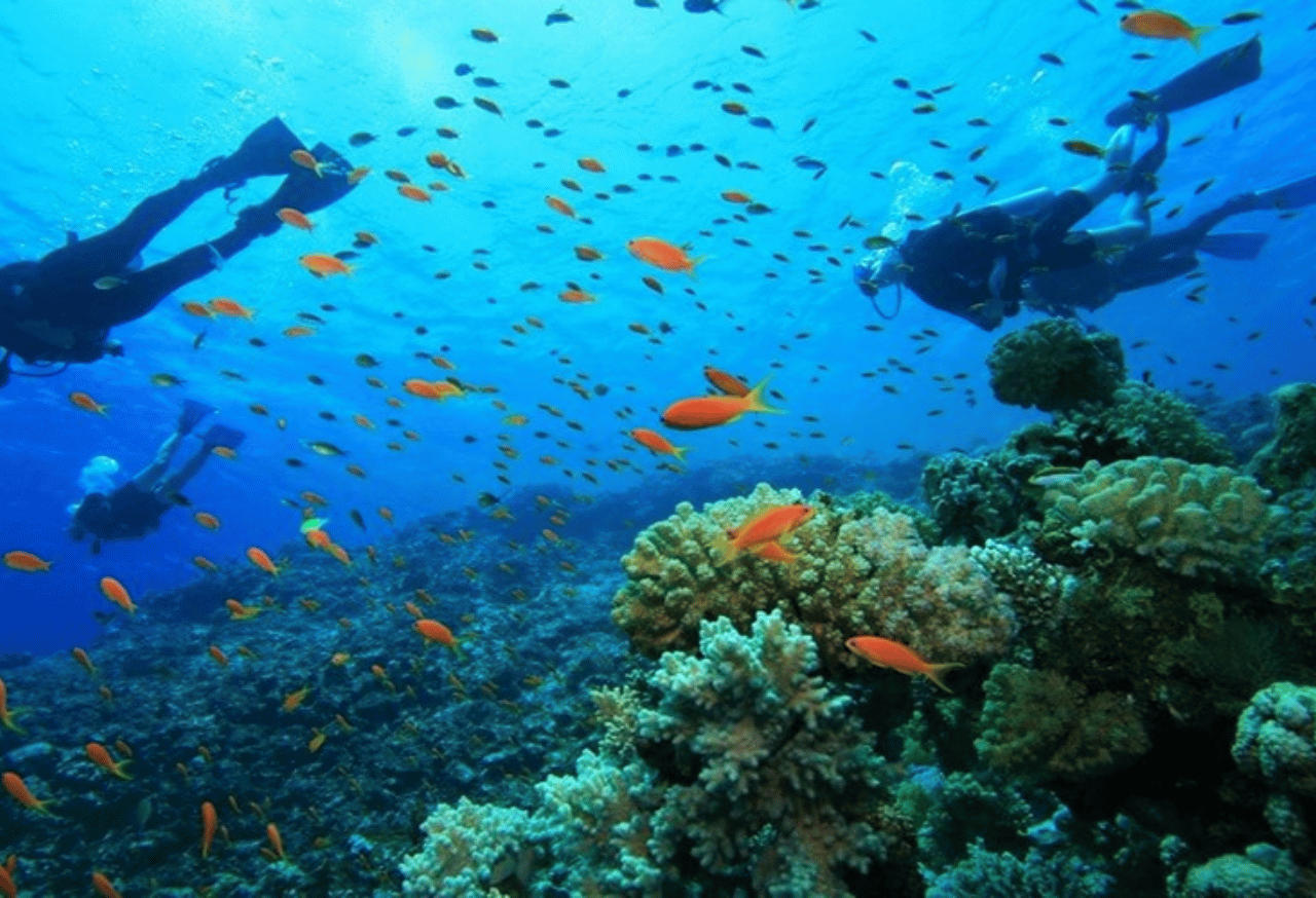 Program Monitoring Satwa Prioritas