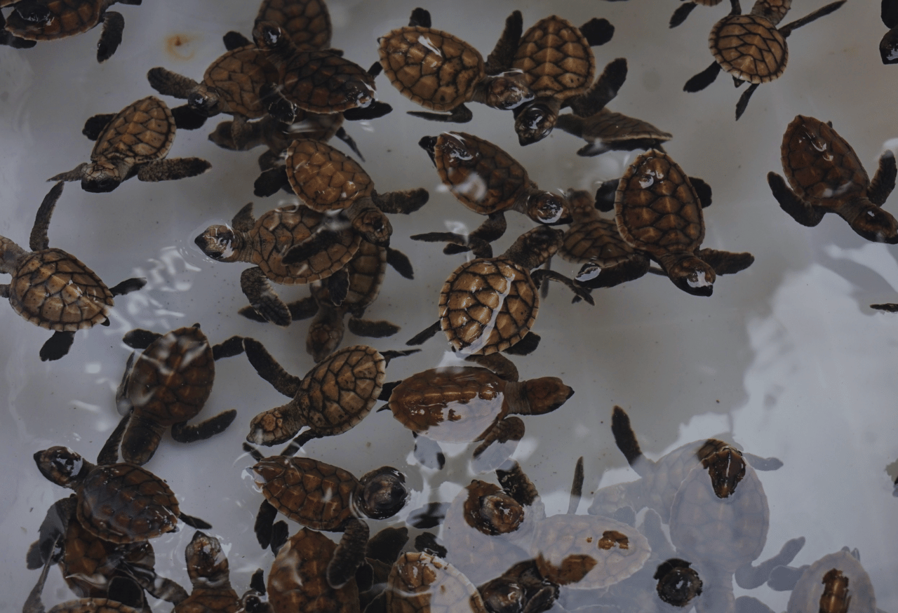 Program Pusat Penetasan dan Edukasi Penyu di Pulau Pramuka