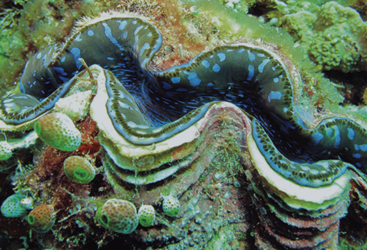 Program Tiga Perisai untuk Pelestarian Penyu dan Kima