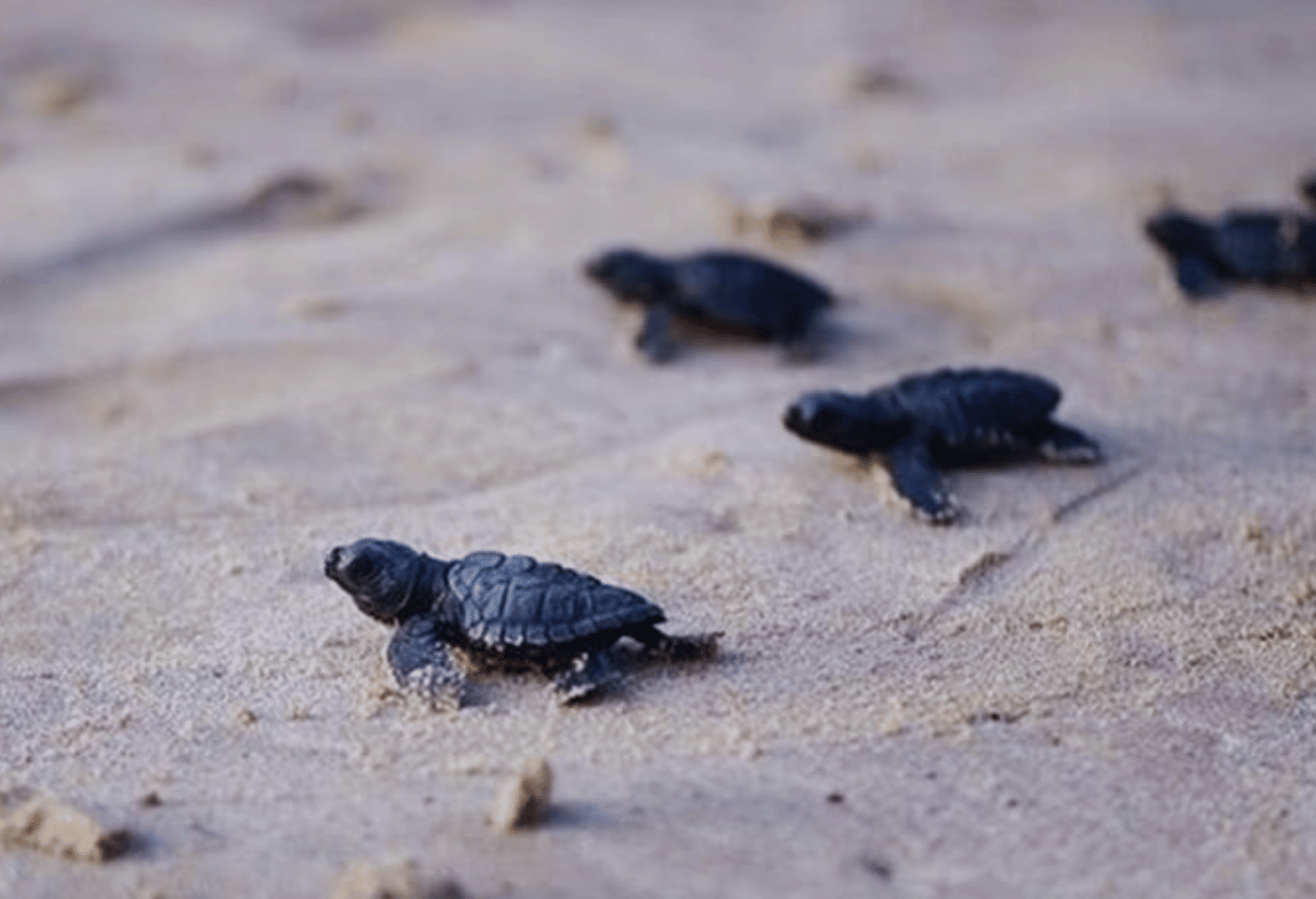 Program Unggulan di Kepulauan Seribu