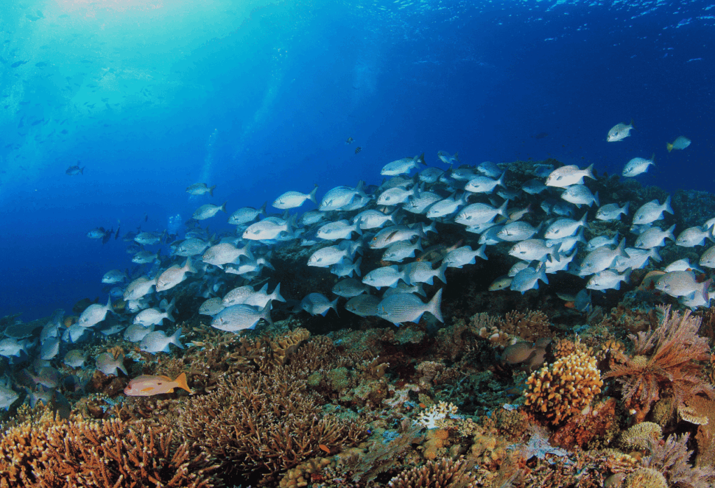 Upaya Melestarikan Keanekaragaman Laut di Tengah Ibukota
